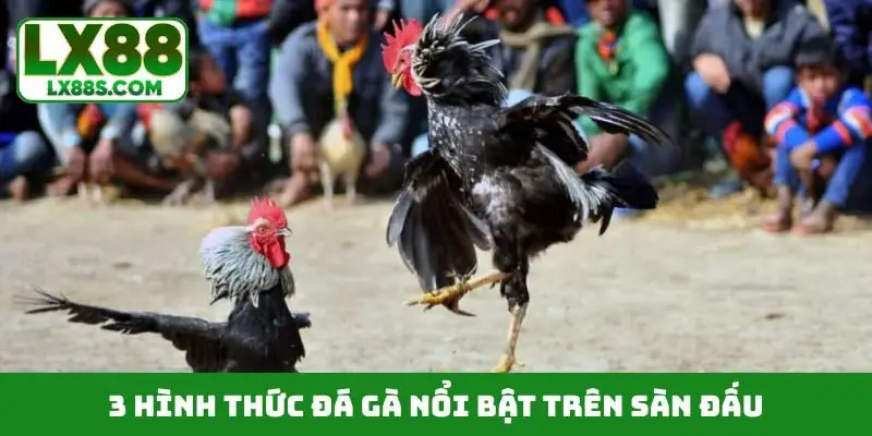 3 hình thức đá gà nổi bật trên sàn đấu