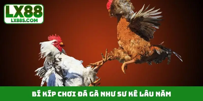 Bí kíp chơi đá gà như sư kê lâu năm