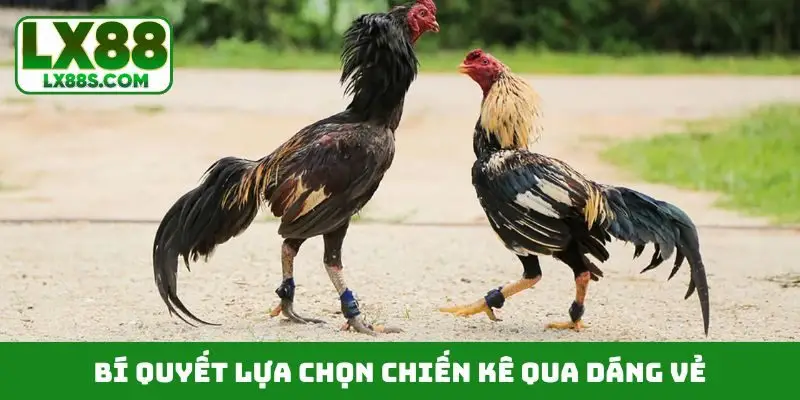 Bí quyết lựa chọn chiến kê qua dáng vẻ