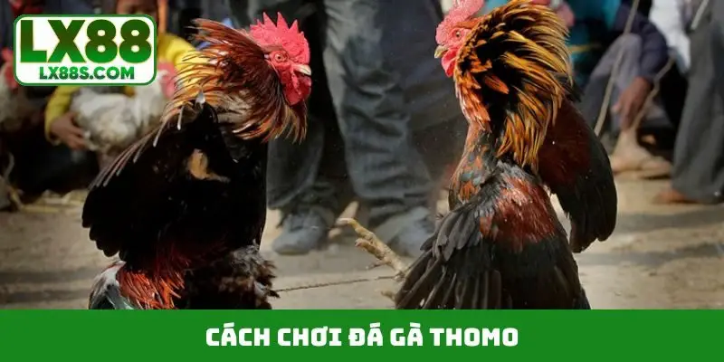 đá gà thomo