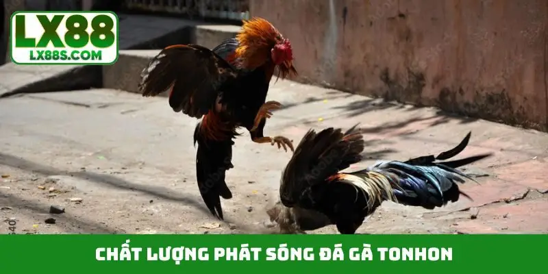 Chất lượng phát sóng đá gà Tonhon