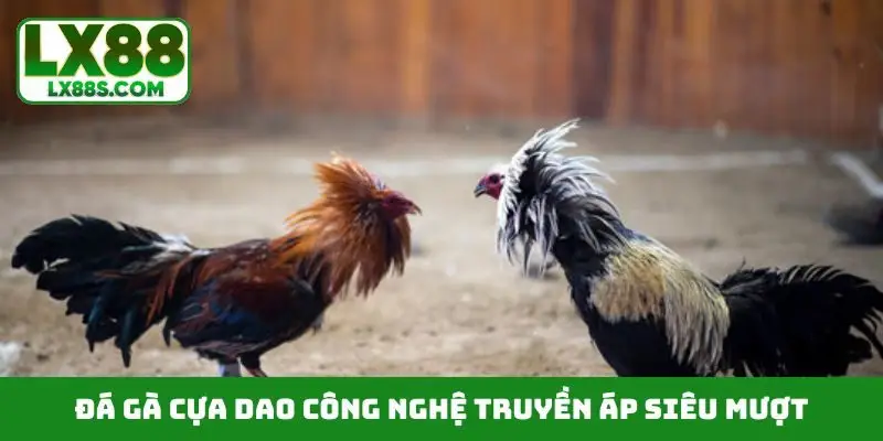 Đá gà cựa dao công nghệ truyền áp siêu mượt