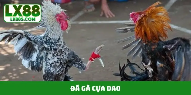 đá gà cựa dao