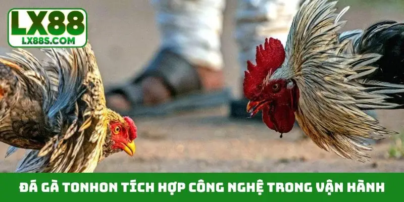 Đá gà Tonhon tích hợp công nghệ trong vận hành