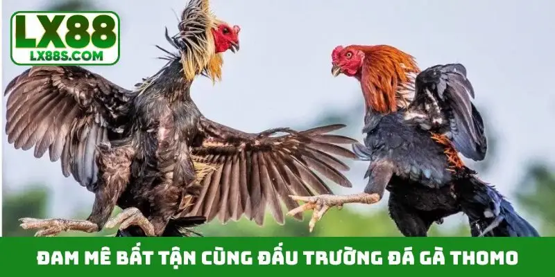 Đam mê bất tận cùng đấu trường đá gà thomo