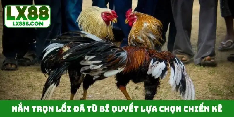 Nắm trọn lối đá từ bí quyết lựa chọn chiến kê