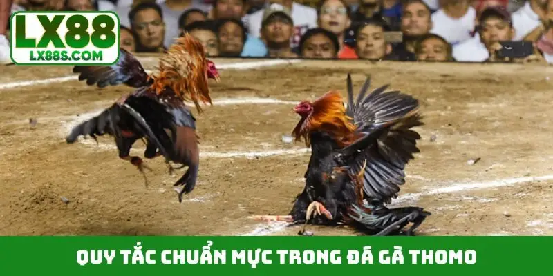 Quy tắc chuẩn mực trong đá gà thomo