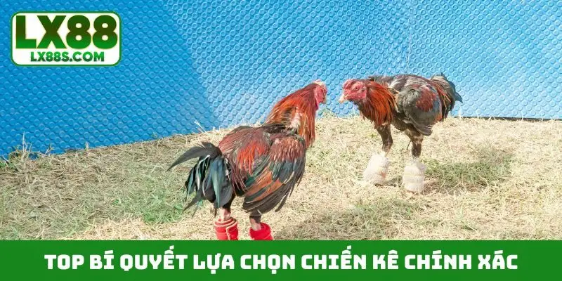 Bí Quyết Lựa Chọn Chiến Kê Chính Xác