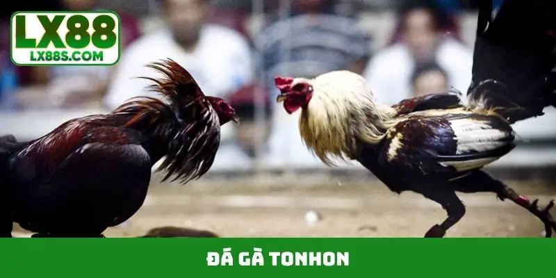 Đá gà Tonhon